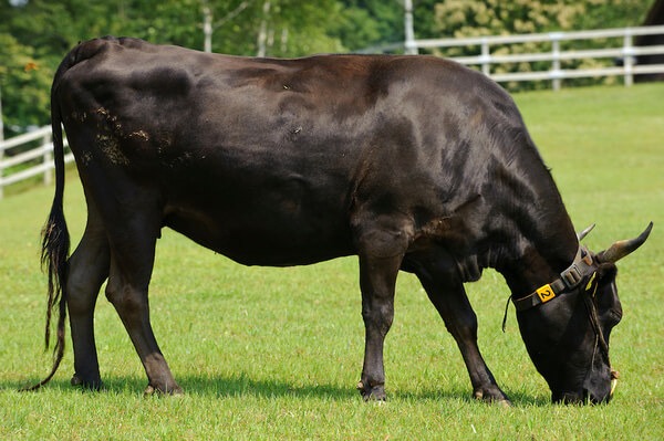 cách nuôi bò Kobe: Thức ăn chọn lọc kỹ, giàu chất dinh dưỡng